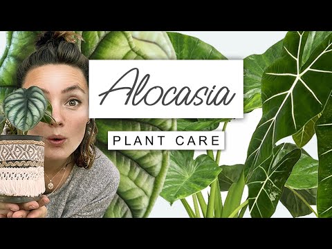 Alocasia Plant Care Guide 🌱 Care TIPS For Elephant Ear