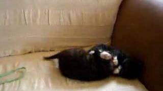 Devildriver - Nothing&#39;s Wrong