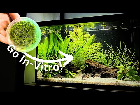 Step-by-step guide to In-Vitro Plants | Secrets of Tissue Cultures