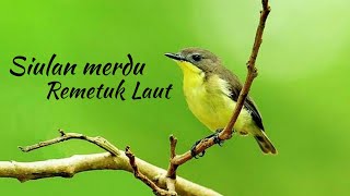 Download lagu Masteran suara burung REMETUK LAUT durasi panjang 1 jam mp3