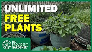 Free Seed Starting Method Produced Hundreds of Healthy Seedlings
