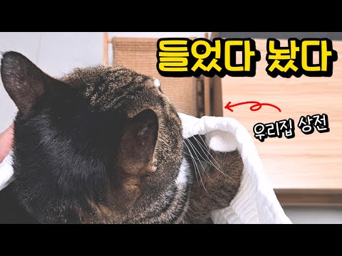 우리 얘 없이 어떻게 살았지? 고양이 때문에 천국과 지옥을 맛봤어요 : 우연히 듣게 된 남집사의 진짜 속마음