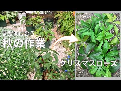 鉢植えのクリスマスローズを失敗せずに管理するには？覚えておくべきベストプラクティスは次のとおりです  庭園