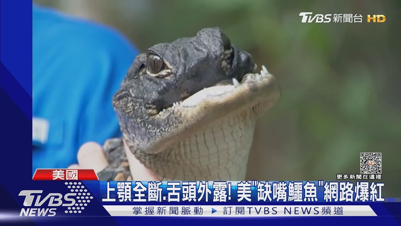 上顎全斷、舌頭外露! 美國「缺嘴鱷魚」網路爆紅