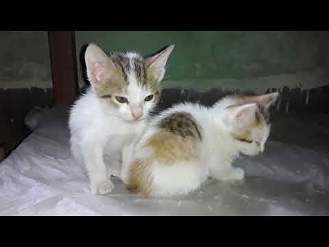cat baby 🐈🐈🐈🐈 #cat #catvideo #ytshort #viralvideo #cutebaby #catlovers #catkids #funny #funnycats