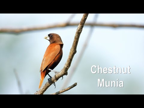 Mníška gaštanová (Lonchura atricapilla) — video o speve a chove