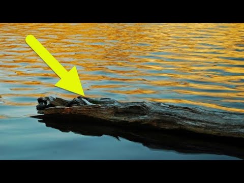 Fisherman Sees An Odd  Log  In The Lake Before Realizing It s A Creature That Needs His Help Video