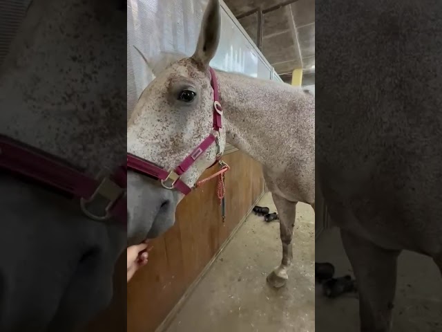 Hongre de 12 ans à vendre