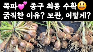 쪽파???? 종구 최종 수확(2025.6.18) 종구가 굵은 이유? 보관은 어떻게? 족파 휴면기간? 쪽파종구…