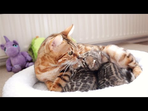 Mama Cat Calms her Meowing Kittens By Purring very Loud