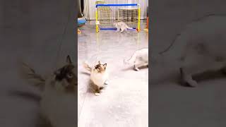 Download lagu KUCING MAIN BOLA LUCU😁 mp3 Download lagu KUCING MAIN BOLA LUCU😁 mp3