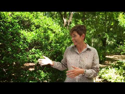 The Garden Gurus - Gardening in the Shade