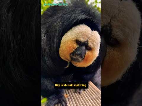 Tuyệt đối đừng nhìn lâu vào khuôn mặt của loài khỉ này! 😱🦧| An Review Vạn Vật