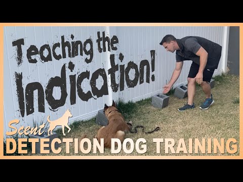 How to Teach Your Dog to Indicate on The Odor! Episode 6