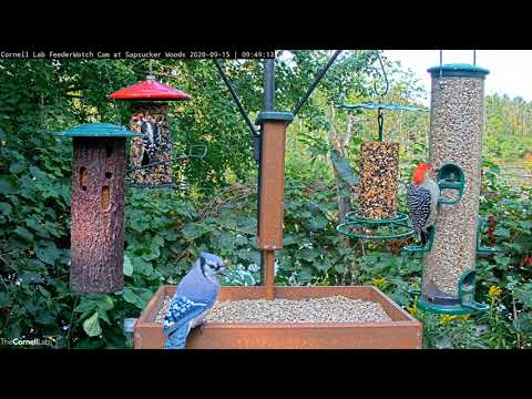 Red-bellied Woodpecker Samples Feeders In Sapsucker Woods – Sept. 15, 2020