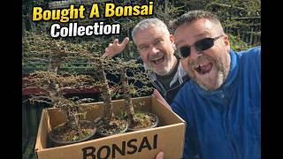 Download lagu We Bought a BONSAI Collection… Hidden Gems Inside mp3