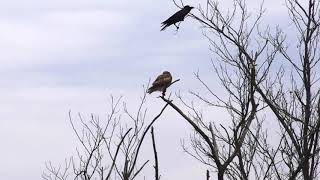 20180221ﾉｽﾘ（鵟）