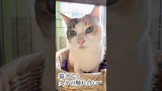 猫さんと久々の触れ合い　#猫 #ねこ #動物 #癒し #いやし #ネコ