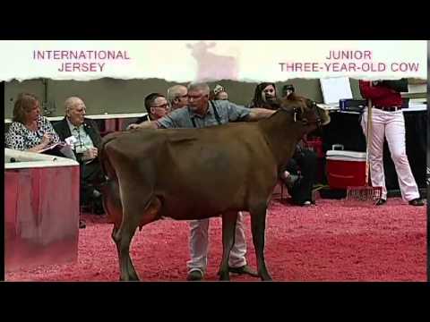 International Jersey Show - Junior Three-Year-Old Cow