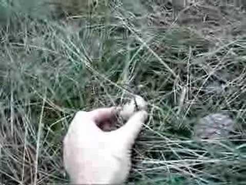 Fun with Geastraceae