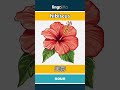 hibiscus - 芙蓉 video thumbnail