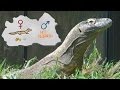 Reproducing Without A Male Parthenogenesis