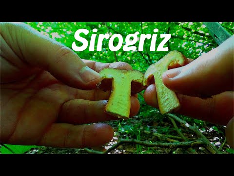 Sirogriz  - Jedem Sirov Odmah!