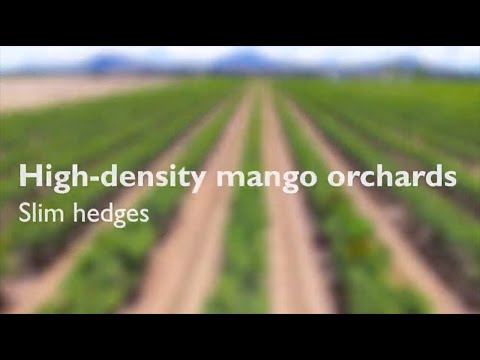 High-density mango orchards: slim hedges