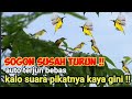 Suara Pikat Sogok Ontong Ribut Ampuh Untuk Pikat Sogon Susah Turun