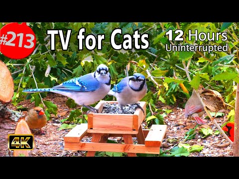 Best of Relaxing TV for Cats 😻12 Hours of Uninterrupted Birds 🐦 Cat TV @LensMyth