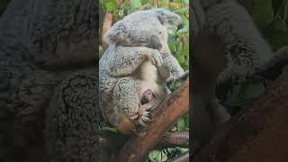 Download lagu Koala Punya Kantung?! Ini Fungsinya 🐨🍼 #youtubeshorts #shortvideo #video #animals #fyp mp3