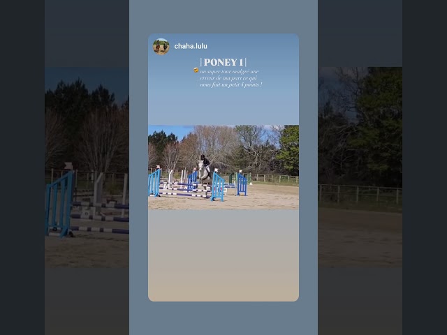 Gelding French Saddle Pony For sale 2018 Grey