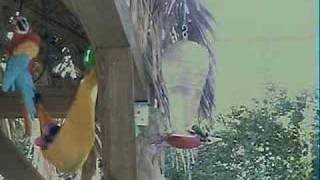 preview picture of video 'Hummingbird wars Aransas Pass'