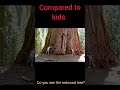 Do you see the redwood tree?