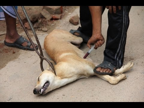 download lagu mp3 mp4 Perrera, download lagu Perrera gratis, unduh video klip Download Perrera Mp3 dan Mp4 Music Gratis