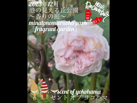 どの冬に開花する低木を選ぶべき庭スイカズラ