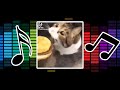 Here Kitty Song