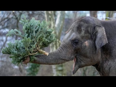 Video Thumbnail: Weihnachtsbäume auf dem Speiseplan der Tiere im Berliner Zoo
