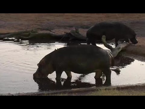 Djuma: Two Hippos leave the pan - 06:08 - 08/04/19