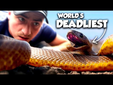 How Dangerous is the World's Most Venomous Snake?