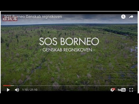 SOS Borneo - Genskab regnskoven