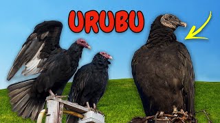 O Som dos Animais da Fazenda - Som de Urubu