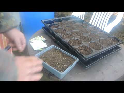 März-Aussaat: Dein Garten erwacht!