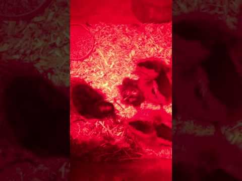 1. Küken: 14.11.2016 Schlüpftag!