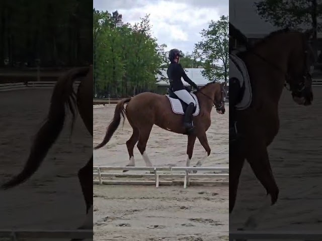 &Agrave; vendre ou &agrave; louer hongre de 15ans 