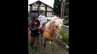 Clip clop riding on the pony. Giddy up whoa!