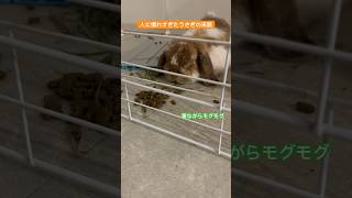 人馴れし過ぎたうさぎが可愛すぎる