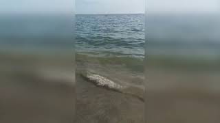 salerno-video-choc-topi-morti-sulla-spiaggia-di-mercatello-e-in-acqua