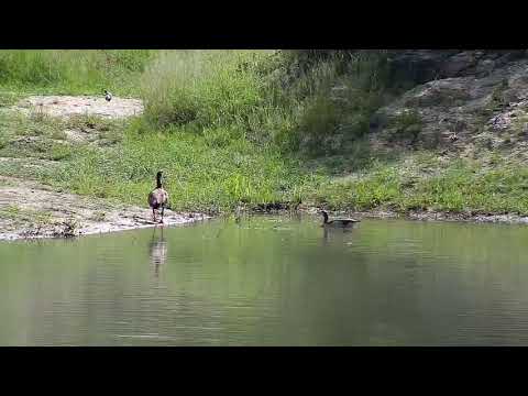 Djuma: Egyptian Goose pair - 08:38 - 01/05/21