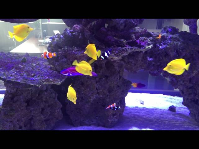 1100G Monster Reef Tank